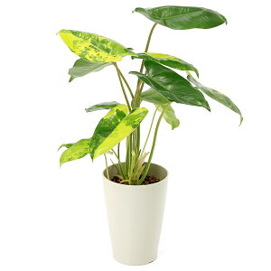 iϗtAjtBfh@o[}NX@oGK[^@3D5`4i1j@Ϗ܁@MѐA@@CeA@O[