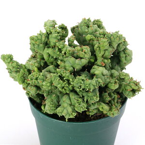 �i�����A���j��_���@���[�t�H���r�A�@�z���_�@�X�g���A�[�^�A���o�@�j���[�N���[���@2�D5���i1���j