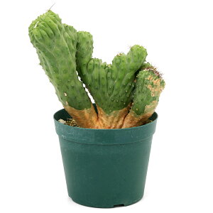 �i�����A���j��_���@�T�{�e���@�|���X�L�A�@���_�t�@�ԉ��@4���i1���j