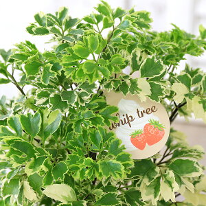 iϗtAj|VX@zCbvc[@4i1j