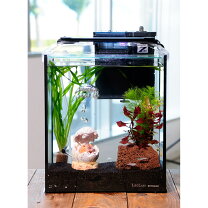 楽天市場】水草（水槽セット｜水槽・アクアリウム）：熱帯魚 