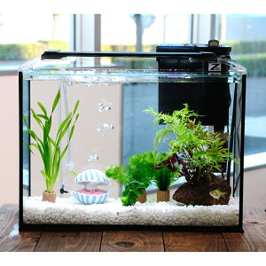 iYjijȒPs|p[琅CAEgZbg@40cm@^LverD@{Bl@֓