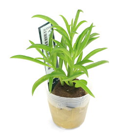（観葉植物）ミニ観葉　オアシス苗　ペペロミア　ハッピービーン（1苗）