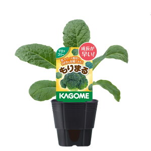 iϗtAjJS@ؕc@ubR[@܂@3i1|bgj@ƒ؉