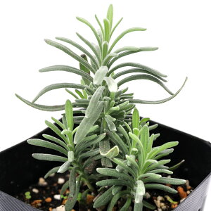 iϗtAjn[uc@x_[@CObV@hsN@3i1|bgj@ƒ؉