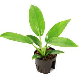 �i�ϗt�A���j�n�C�h���c9�ӁEL�T�C�Y�@�t�B���f���h�����@�C���y���A���O���[���i1�|�b�g�j