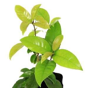 iϗtAjNZC@؍ҁiMNZCj@3D5i1|bgj