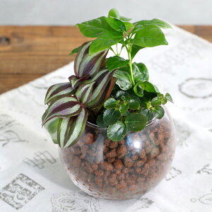 iϗtAjnChJ`[@~jϗt3̊񂹐A@ou{[SSi1j@Jg@A@@@v[g