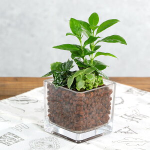 iϗtAjnChJ`[@~jϗt3̊񂹐A@ubNOXi1j@Jg@A@@@v[g