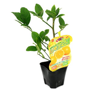 iϗtAjʎc@21@3i1|bgj@ƒ؉@ʕ@t[c