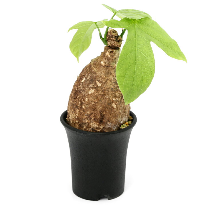 楽天市場】（多肉植物）アデニア ビリディフローラ 2．5号（1鉢 