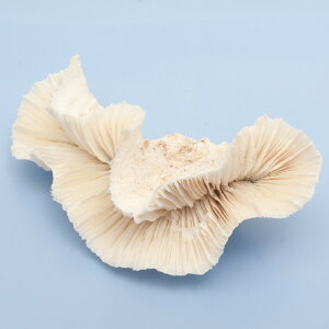 ��_���@������T���S�@�g�����y�b�g�R�[�����@359641�@�֓�������