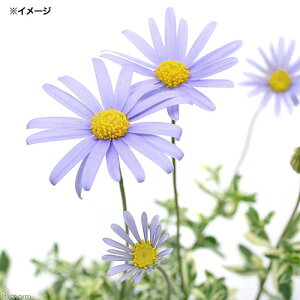 (観葉植物)ブルーデージー 斑入り 3〜3.5号(5ポット)