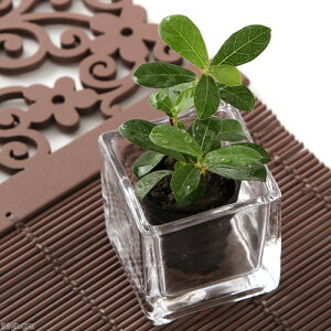 iϗtAjroEvc@RPC^ri鐫KW}@tBJXEOi[j@3cm|bgi1|bgj