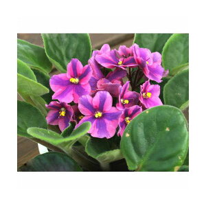 iϗtAjZg|[A@i킨܂@3D5i3j