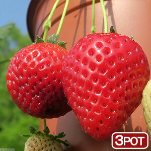 iϗtAjTg[@ؕc@C`S@炭ȂC`S@3i3|bgj@ƒ؉@ʕ@t[c