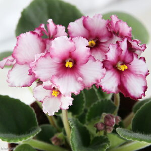 iϗtAjZg|[A@T^[@Cm[o@3D5i1j