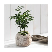 楽天市場】イヌマキ（盆栽｜花・観葉植物）：花・ガーデン・DIYの通販