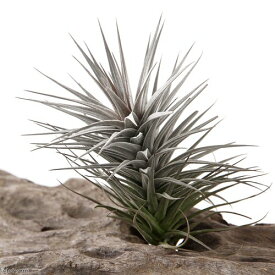 （観葉植物）エアープランツ　チランジア　アエラントス　ニグラ　Lサイズ（1株）