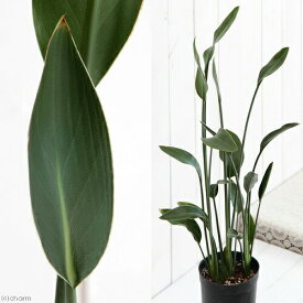 （観葉植物）ストレリチア　ユンケア（ノンリーフ）　3．5号トールポット（1鉢）