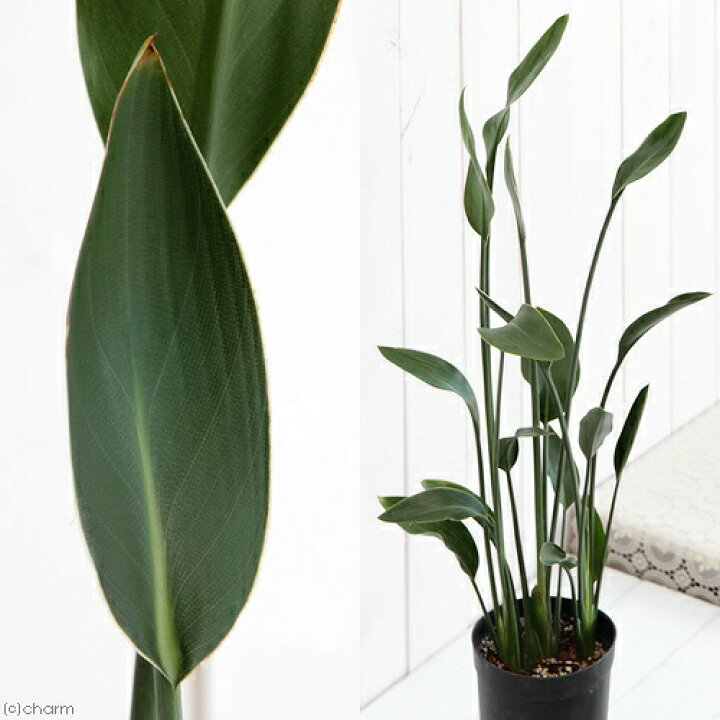 楽天市場】（観葉植物）ストレリチア ユンケア（ノンリーフ） 3．5号 