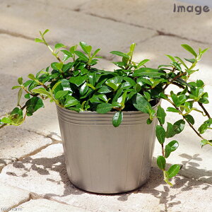 (観葉植物)小さい インテリア フィカス シャングリラ(つる性ガジュマル)2.5〜3号(1ポット)