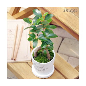 (観葉植物)小さい インテリア ガジュマル フレグランドラウンドポットXXS植え(1鉢)受皿付 苔 鉢植え おしゃれ 室内 プレゼント