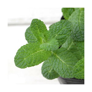 iϗtAjn[uc@~g@Abv~g@3i1|bgj@ƒ؉