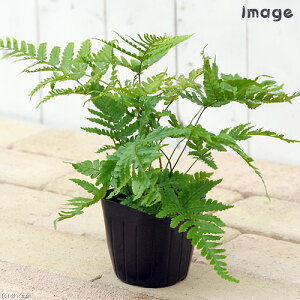 iϗtAjhIveX@xjV_iGX\j@3`3D5i1|bgj@V_A