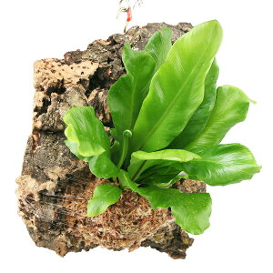 iϗtAjo[WRNvc@V_@AXvjE@ArXi1j