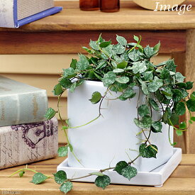 （観葉植物）ホヤ　カーティシー　陶器鉢植え　ニューダイスM　WH（1個）　受け皿付　鉢植え　おしゃれ　室内　プレゼント