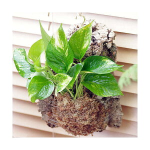 iϗtAjo[WRNvc@|gX@i킨܂i1j