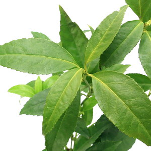 iR쑐j~́@痼@NTTSiXj@Ԏ@3D5i1|bgj