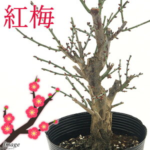 i~́j~@REoCig~j@i킨܂ELږ@5i1jixԁj