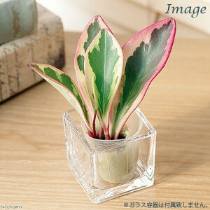 iϗtAj~jϗt@IAVXc@yy~A@NVtHA@WF[Cgi1cj