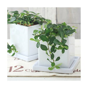 (観葉植物)小さい インテリア 這性ガジュマル フィカス シャングリラ マットホワイト(1鉢)受皿付 セラミス 鉢植え おしゃれ 室内 プレゼント