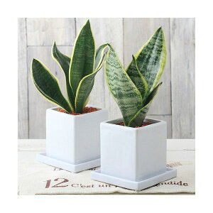 iϗtAjTXxA@i킨܂@픫A@}bgzCgi1jMt@Z~X@A@@@v[g