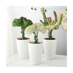 �i�����A���j���[�t�H���r�A�@���N�e�A�@�N���X�^�[�^(�N�C�[���}�n���W��)�@4���i1���j