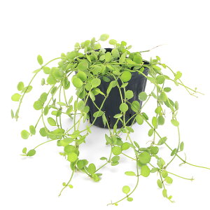 iϗtAjfBXLfBA@tHTiin[gWG[j@2D5`3i1j