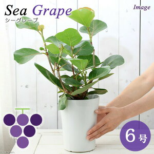 iϗtAjV[O[v@6i1j@n}xuhE