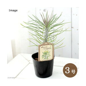 iAjZlVI@NCjAiL[c[j@3i1|bgj