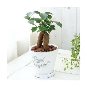 (観葉植物)小さい インテリア ガジュマル フレグランドラウンドポットXS植え(1鉢)受皿付 赤玉土 鉢植え おしゃれ 室内 プレゼント