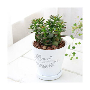 �i�ϗt�A���j���̂Ȃ�؁@�t���O�����h���E���h�|�b�gXS�A���i1���j�@��M�t�@�Z���~�X