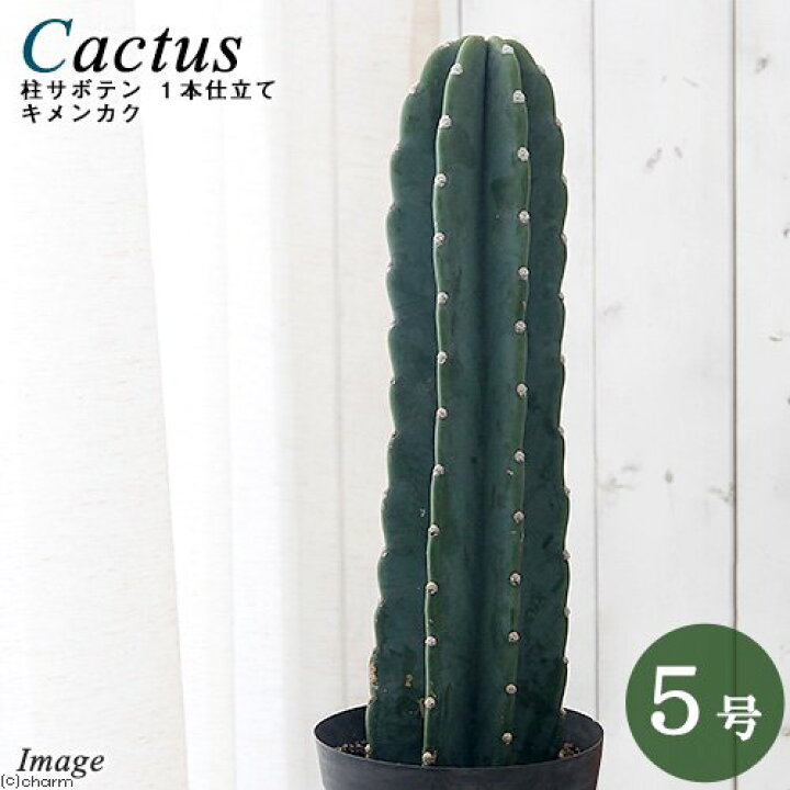 楽天市場】（多肉植物）サボテン セレウス 鬼面角（キメンカク） 1本 