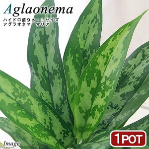 iϗtAjnChc9ӁELTCY@AOIl}@}Ai1|bgj