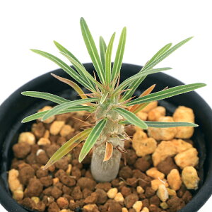 iAjpL|fBE@OLX@STCY@c@2D5i1|bgj@H`tt@R[fbNX