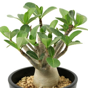 iϗtAjAfjE@ArJ@5i1j@R[fbNX