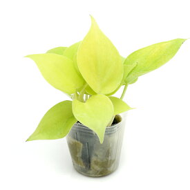 （観葉植物）ミニ観葉　オアシス苗　オキシカラジューム　ライム（1苗）