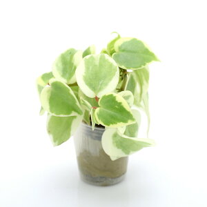 iϗtAj~jϗt@IAVXc@yy~A@ZyXi1cj