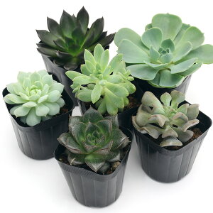 iAjGPxA@i킨܂@2`2D5i3|bgjii햼̃xtj